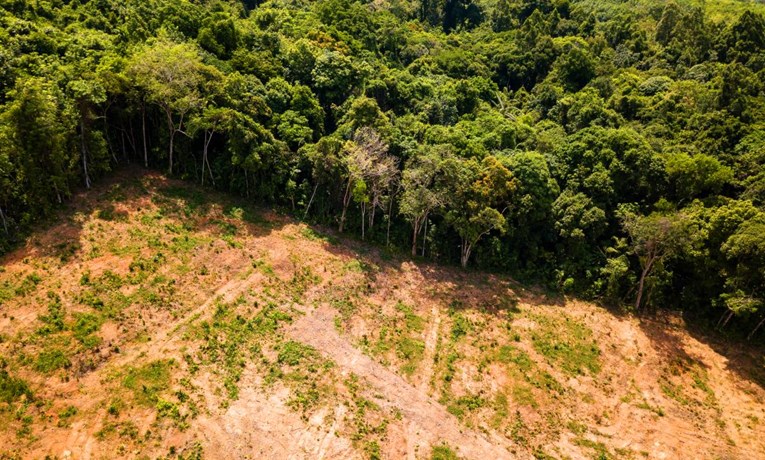 Stručnjaci upozoravaju: Ubrzala se sječa Amazonske prašume, postat će savana